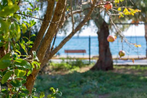 カラマタにあるSea front Villaの水辺のベンチと木々が2本ある公園
