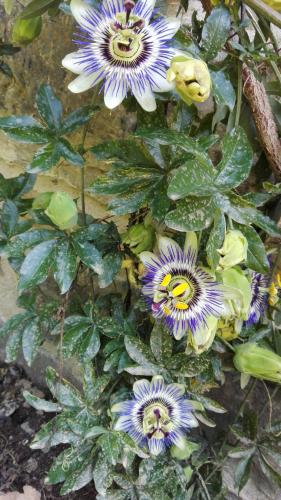 a group of purple and yellow flowers on a plant at Albergue De Soba in Lavín