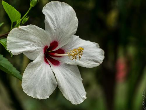 a white flower with a red center at Hostal La Media Luna Palomino in Palomino