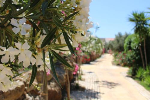 a row of white flowers in a garden at Hotel de Charme Capela das Artes in Armação de Pêra
