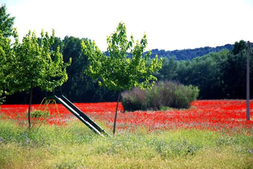 a field of red flowers in a poppy field at Casa del Rio in Villanueva de la Jara