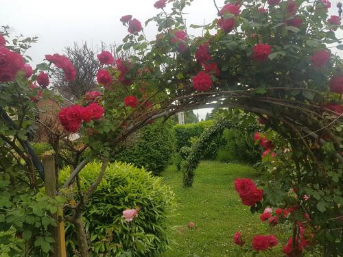 an archway in a garden with red roses at Zsigmond Vendégház in Villány