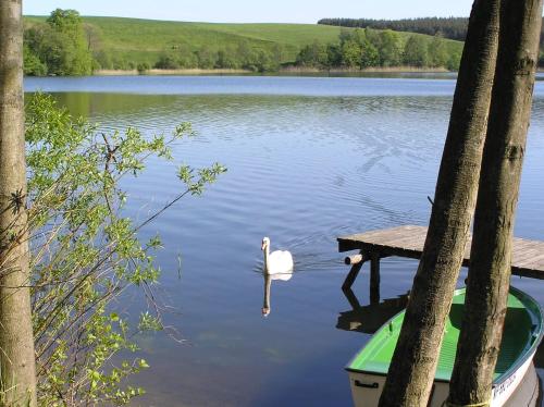 a swan swimming in the water next to a dock at Agroturystyka Lisa Młyn in Najmowo