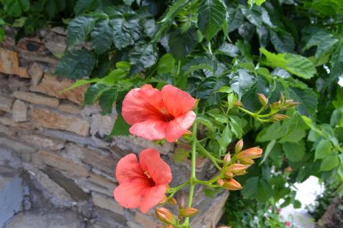 two red flowers in front of a brick wall at Studio Ioanna Tinos in Kionia