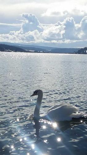 a swan swimming in a large body of water at L'Ecrin du Lac in Saint-Point-Lac