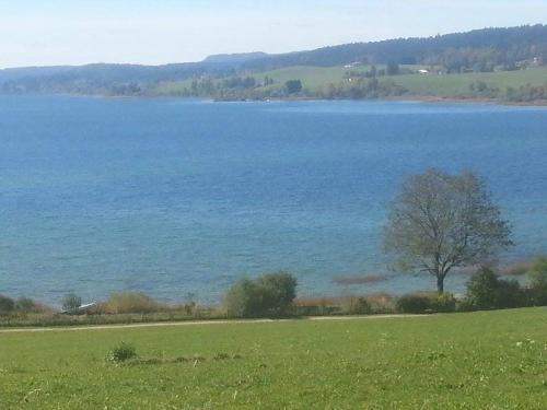 a large body of water with a tree in a field at L'Ecrin du Lac in Saint-Point-Lac