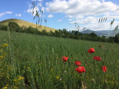 a field of red poppies in a field of grass at Azienda Agricola Il Querceto in Marsico Vetere