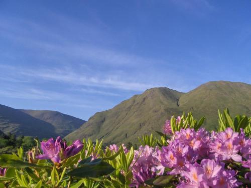 a bunch of flowers with mountains in the background at Delphi Resort Hotel & Spa in Leenaun