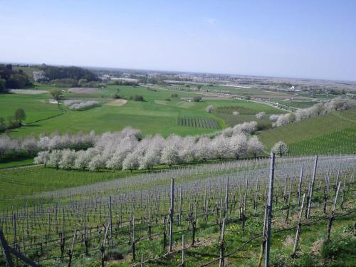 a view of a vineyard with white trees at Ferienwohnung am Weinberg in Oberkirch