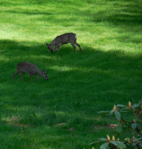 two deer grazing in the grass in a field at Appartement im Gutshaus in Staufenberg