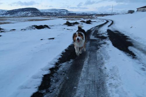 a dog walking down a road in the snow at Hvoll Hostel in Kirkjubæjarklaustur