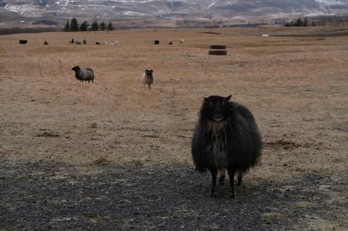 a group of sheep standing in a field at Hvoll Hostel in Kirkjubæjarklaustur