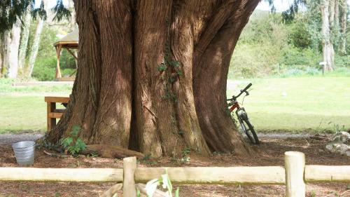 a bike parked next to a tree in a park at The Old Rectory Donard in Dún Ard