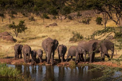 Gallery image of Four Seasons Safari Lodge Serengeti in Banagi