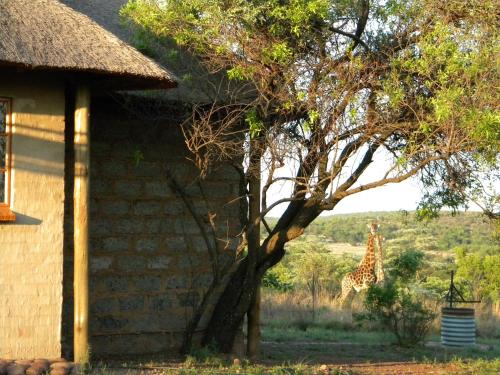 a giraffe standing next to a building with a tree at Five Pebbles on Piece of Africa in Cullinan