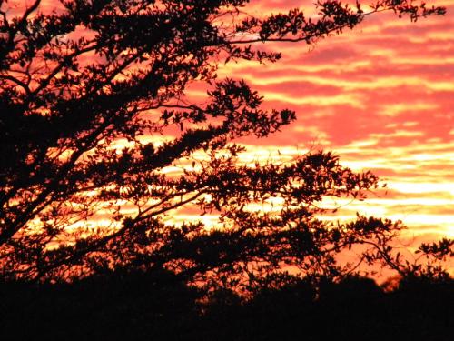 a silhouette of a tree with a sunset in the background at Five Pebbles on Piece of Africa in Cullinan