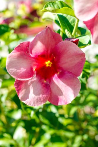 a close up of a pink flower on a bush at Antigua Village Beach Resort in Saint Johnʼs
