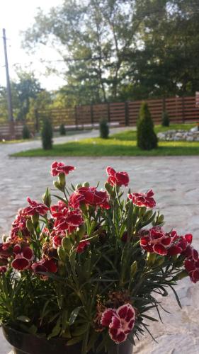 a bouquet of red flowers in a pot at Pensiunea Codruta in Carpinis