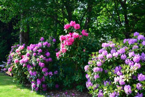 a bunch of pink and purple flowers in a garden at The Rockwell-Harrison Guest Lodge in Harrison Hot Springs