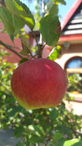 a red apple hanging from a tree in front of a house at Pas Birute in Kaunas