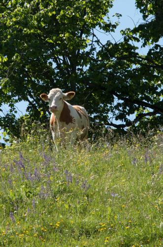 a cow standing in the middle of a field of flowers at Reiterbauernhof Maho in Sankt Aegyd am Neuwalde