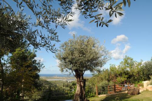 a tree in a field with the ocean in the background at Above the Sea in ‘En Hod