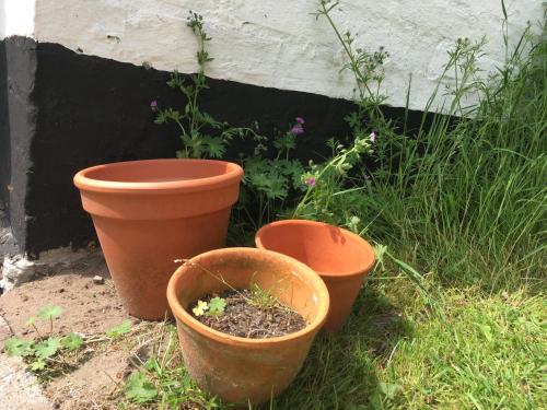 three terra cotta pots and flowers in a garden at Skovhuset in Uggerby