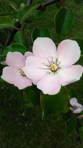 two white flowers on a tree with green leaves at Appartamenti De Sanctis in Villetta Barrea