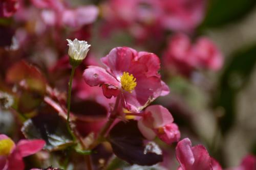 a close up of a pink flower with a white center at Bed & Breakfast Ca' di Camineve in Loano