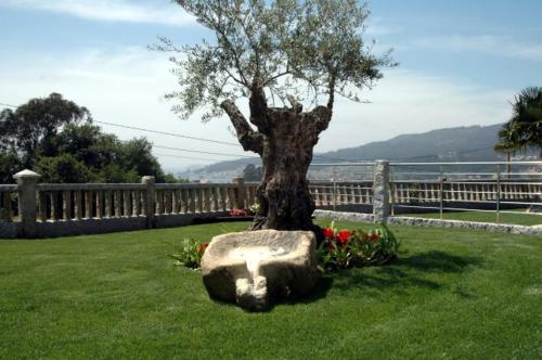 a tree sitting in the grass next to a rock at Hotel Liñares in Poio