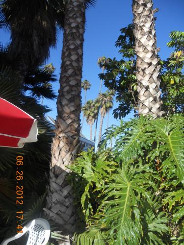 a group of palm trees and plants in a park at Tradewinds Airport Hotel in Inglewood