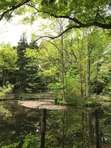 a pond in the middle of a forest at Guest House On My Way in Sapporo