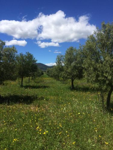 a field of grass with trees and yellow flowers at Domaine De Camp Joyeux in Puget-Ville