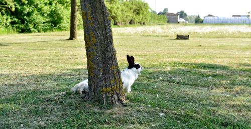 a black and white dog sitting next to a tree at Agriturismo La Cascinetta in Pieve di Cento