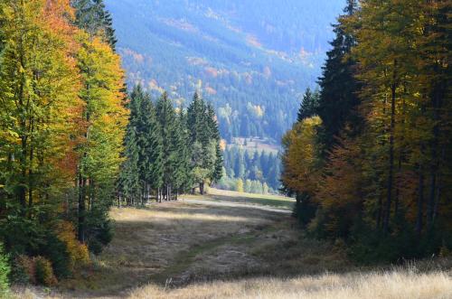 a dirt road in the middle of a forest at Hotel Kristian in Kubova Huť