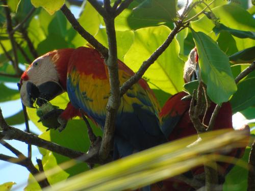 a colorful parrot perched on a tree branch at Casas Buenas Brisas in Ojochal
