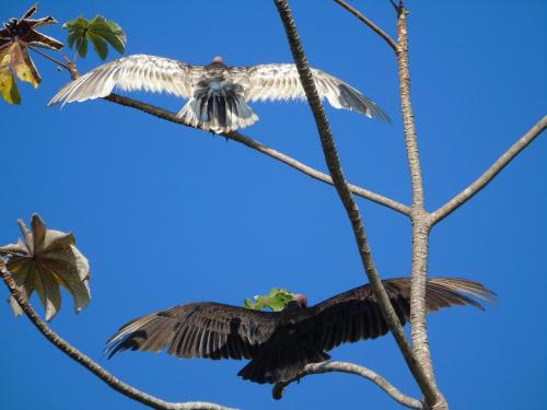 two birds are perched on a tree branch at Casas Buenas Brisas in Ojochal