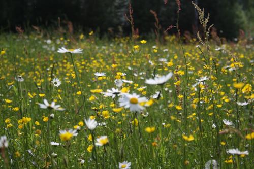 a field of white and yellow flowers in a field at Aasa Holiday Homes in Kärsu