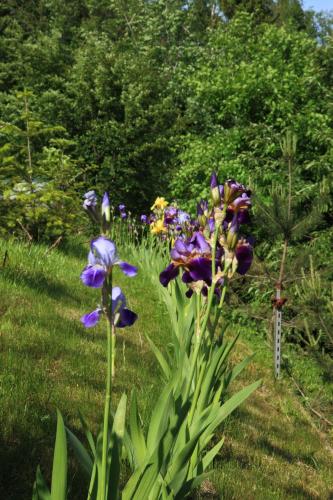Taman di luar FAVAR Carpathians