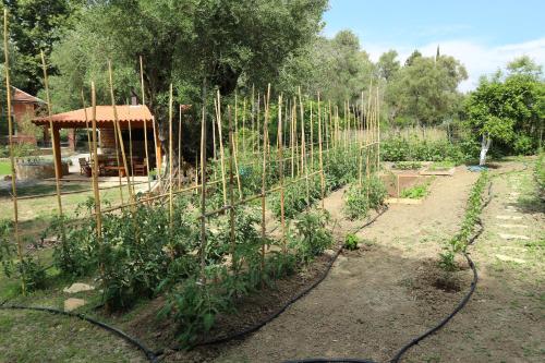 a garden with a bunch of plants at Villa Magia in Ýpsos