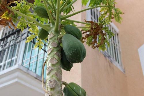 a close up of a plant with green leaves at Residencial Gran Santa Fe Cancun in Cancún