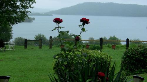 a group of roses in a field with a view of a lake at Agroturismo Atxarmin in Elosu