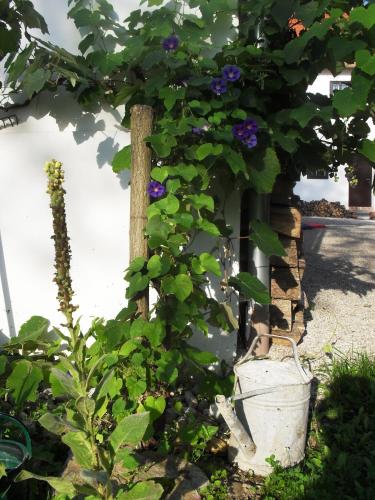 a tree with purple flowers in a bucket at Alte Mühle Kaisersdorf in Kaisersdorf