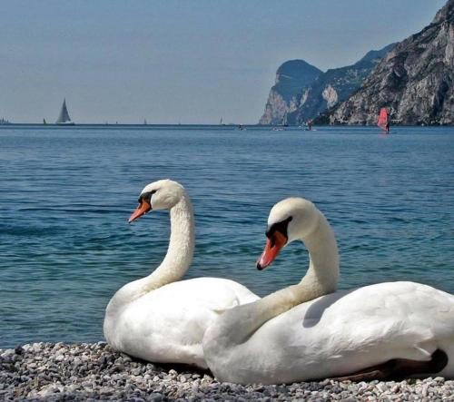 Gallery image of Hotel Anna in Malcesine
