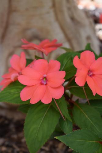 a group of pink flowers with green leaves at Eden House Retreat in Yungaburra