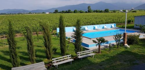 an aerial view of a swimming pool in a vineyard at Shaloshvili's Cellar Hotel in Shilda
