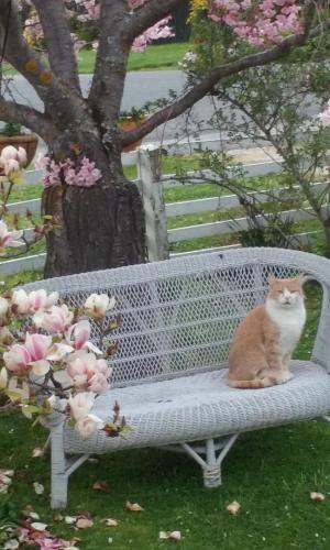 a cat sitting on a white bench next to a tree at Magnolia Cottage in Christchurch