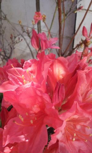 a close up of pink flowers with a tree in the background at Magnolia Cottage in Christchurch