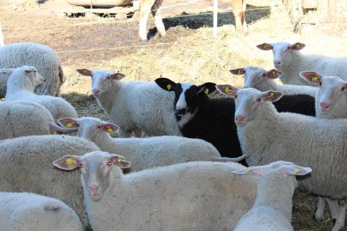 a herd of sheep standing next to each other at Bauernhof Schink in Zell am Moos