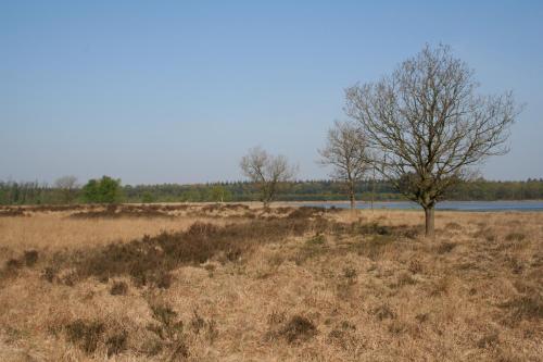 a tree in a field next to a lake at Vakantiehuis NamaStee in Schoonloo